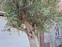 Olijfboom branched - olea europaea - hoogte ca. 350 cm - afbeelding 5 van  5