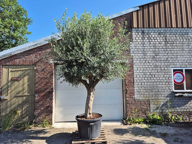 Olijfboom branched - olea europaea - hoogte ca. 350 cm - afbeelding 1 van  6