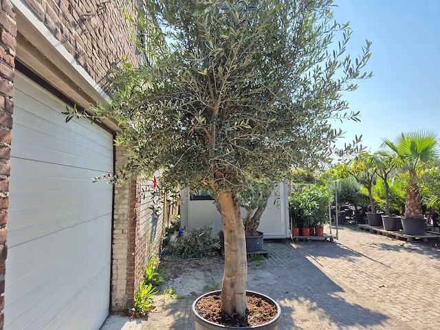 Olijfboom branched - olea europaea - hoogte ca. 350 cm - afbeelding 2 van  6