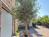 Olijfboom branched - olea europaea - hoogte ca. 350 cm - afbeelding 2 van  6