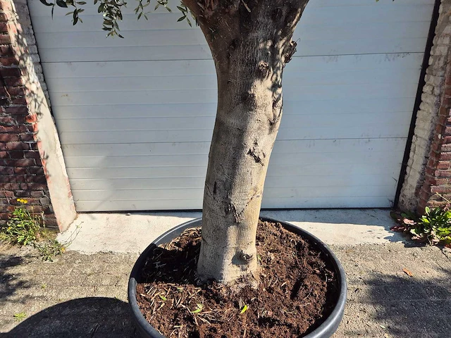 Olijfboom branched - olea europaea - hoogte ca. 350 cm - afbeelding 4 van  6