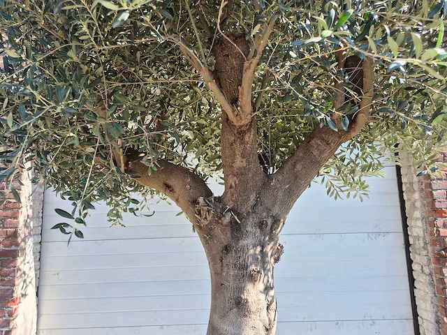 Olijfboom branched - olea europaea - hoogte ca. 350 cm - afbeelding 5 van  6