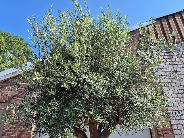 Olijfboom branched - olea europaea - hoogte ca. 350 cm - afbeelding 6 van  6