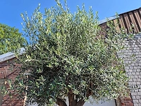 Olijfboom branched - olea europaea - hoogte ca. 350 cm - afbeelding 6 van  6