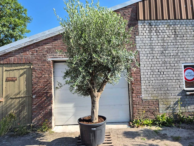 Olijfboom branched - olea europaea - hoogte ca. 350 cm - afbeelding 1 van  7
