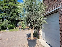 Olijfboom branched - olea europaea - hoogte ca. 350 cm - afbeelding 2 van  7