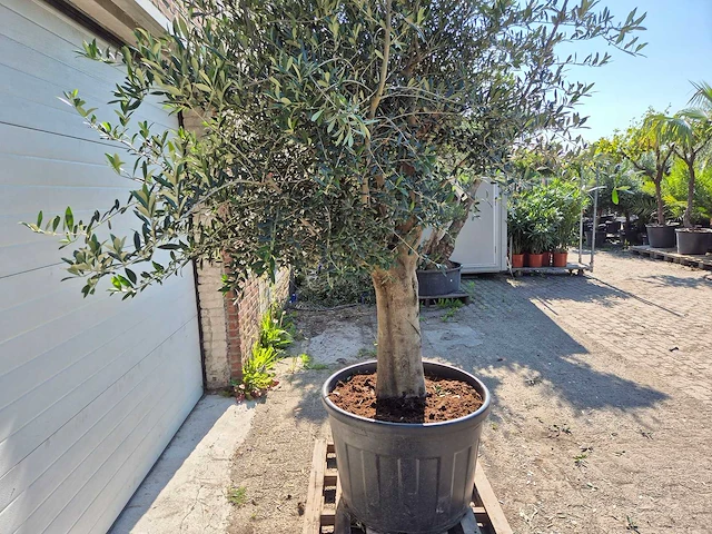 Olijfboom branched - olea europaea - hoogte ca. 350 cm - afbeelding 3 van  7