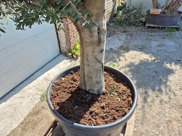 Olijfboom branched - olea europaea - hoogte ca. 350 cm - afbeelding 4 van  7