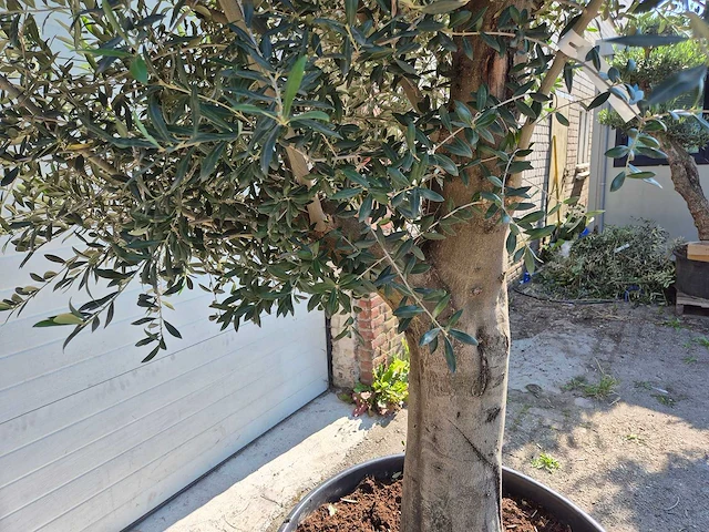 Olijfboom branched - olea europaea - hoogte ca. 350 cm - afbeelding 5 van  7