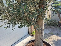 Olijfboom branched - olea europaea - hoogte ca. 350 cm - afbeelding 5 van  7