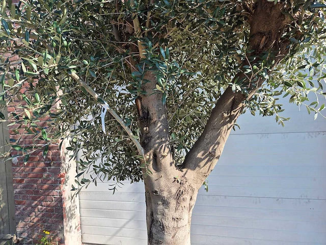 Olijfboom branched - olea europaea - hoogte ca. 350 cm - afbeelding 6 van  7