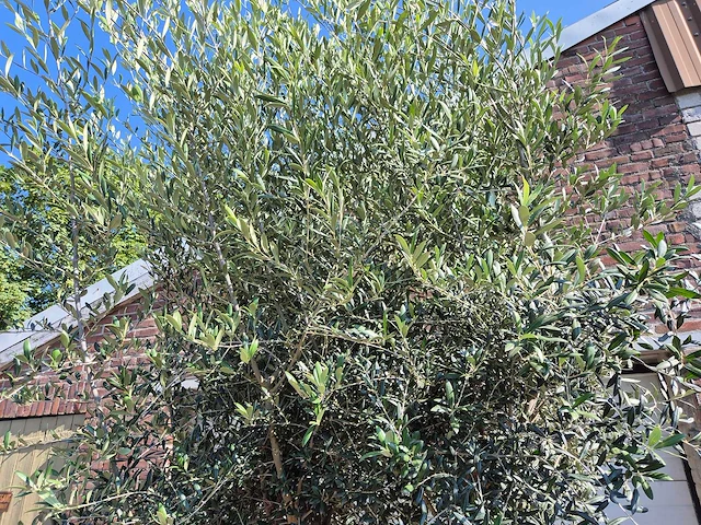 Olijfboom branched - olea europaea - hoogte ca. 350 cm - afbeelding 7 van  7