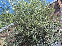 Olijfboom branched - olea europaea - hoogte ca. 350 cm - afbeelding 7 van  7