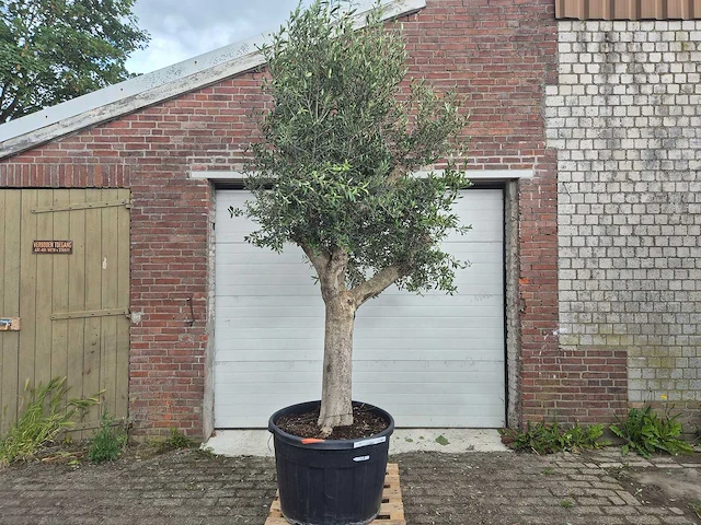 Olijfboom branched - olea europaea - hoogte ca. 350 cm - afbeelding 1 van  4