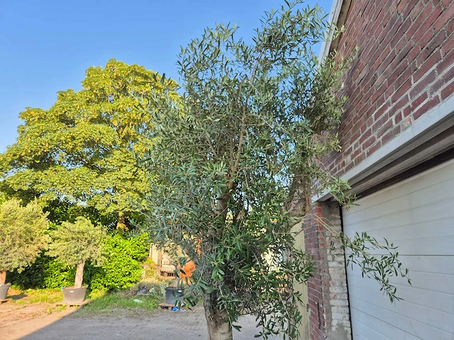 Olijfboom branched - olea europaea - hoogte ca. 350 cm - afbeelding 2 van  5