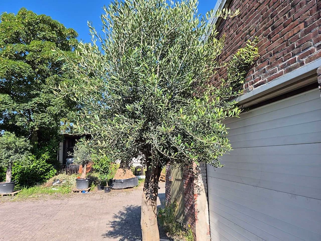 Olijfboom branched - olea europaea - hoogte ca. 350 cm - afbeelding 3 van  6