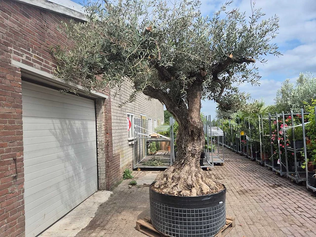 Olijfboom castelano xl - olea europaea - 300 jaar oud - hoogte ca. 280 cm - afbeelding 2 van  10