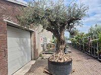 Olijfboom castelano xl - olea europaea - 300 jaar oud - hoogte ca. 280 cm - afbeelding 2 van  10
