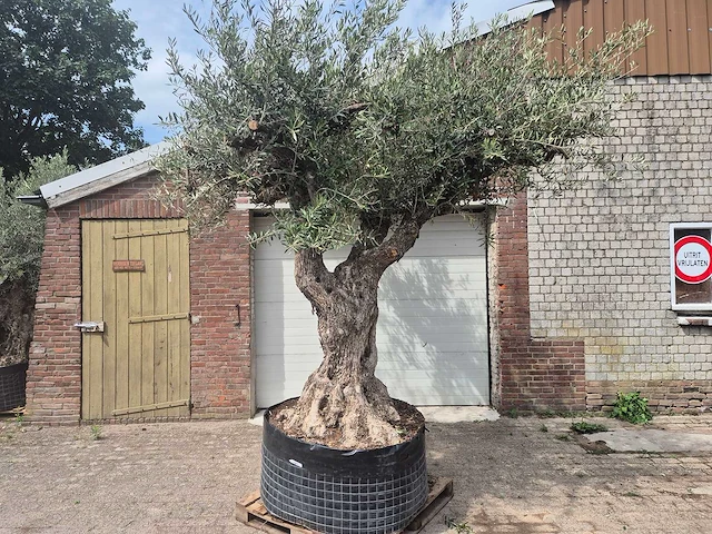 Olijfboom castelano xl - olea europaea - 300 jaar oud - hoogte ca. 280 cm - afbeelding 1 van  10