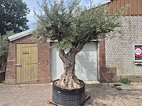 Olijfboom castelano xl - olea europaea - 300 jaar oud - hoogte ca. 280 cm - afbeelding 1 van  10