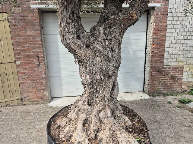 Olijfboom castelano xl - olea europaea - 300 jaar oud - hoogte ca. 280 cm - afbeelding 3 van  10