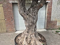 Olijfboom castelano xl - olea europaea - 300 jaar oud - hoogte ca. 280 cm - afbeelding 3 van  10