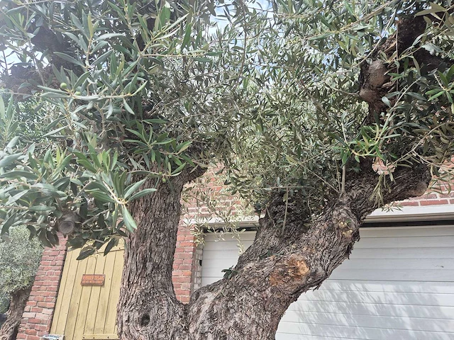 Olijfboom castelano xl - olea europaea - 300 jaar oud - hoogte ca. 280 cm - afbeelding 4 van  10