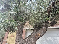 Olijfboom castelano xl - olea europaea - 300 jaar oud - hoogte ca. 280 cm - afbeelding 4 van  10