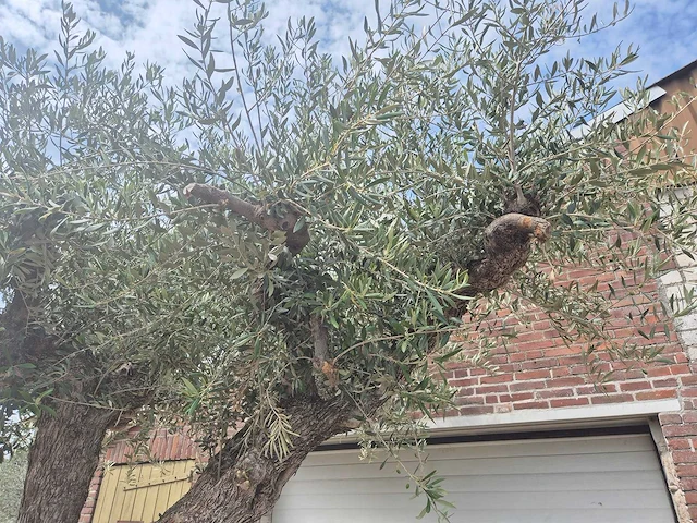 Olijfboom castelano xl - olea europaea - 300 jaar oud - hoogte ca. 280 cm - afbeelding 5 van  10