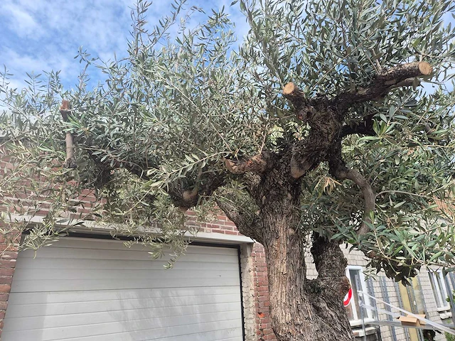 Olijfboom castelano xl - olea europaea - 300 jaar oud - hoogte ca. 280 cm - afbeelding 6 van  10