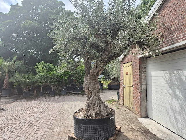 Olijfboom castelano xl - olea europaea - 300 jaar oud - hoogte ca. 280 cm - afbeelding 7 van  10