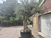 Olijfboom castelano xl - olea europaea - 300 jaar oud - hoogte ca. 280 cm - afbeelding 7 van  10