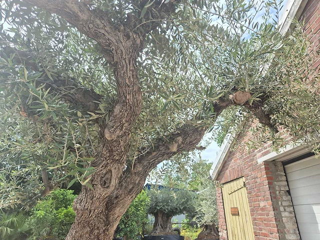 Olijfboom castelano xl - olea europaea - 300 jaar oud - hoogte ca. 280 cm - afbeelding 8 van  10