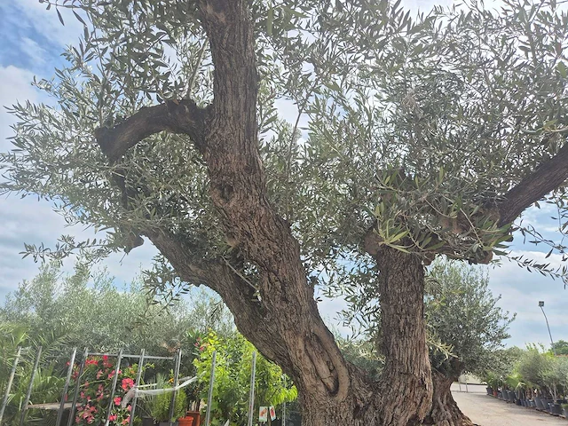 Olijfboom castelano xl - olea europaea - 300 jaar oud - hoogte ca. 280 cm - afbeelding 9 van  10