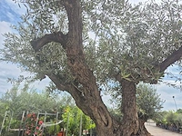 Olijfboom castelano xl - olea europaea - 300 jaar oud - hoogte ca. 280 cm - afbeelding 9 van  10