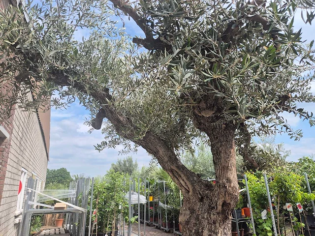 Olijfboom castelano xl - olea europaea - 300 jaar oud - hoogte ca. 280 cm - afbeelding 10 van  10