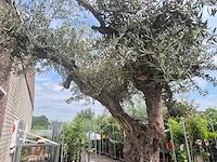Olijfboom castelano xl - olea europaea - 300 jaar oud - hoogte ca. 280 cm - afbeelding 10 van  10