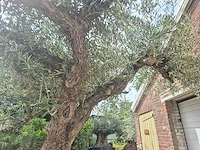 Olijfboom castelano xl - olea europaea - 300 jaar oud - hoogte ca. 280 cm - afbeelding 8 van  10