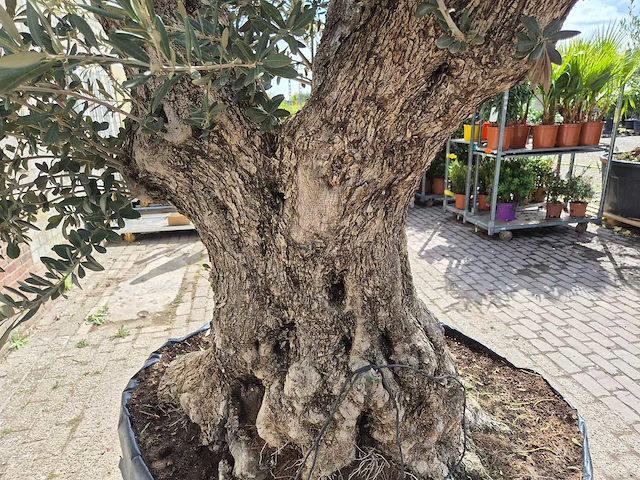 Olijfboom castelano xl - olea europaea - hoogte ca. 300 cm - afbeelding 2 van  12