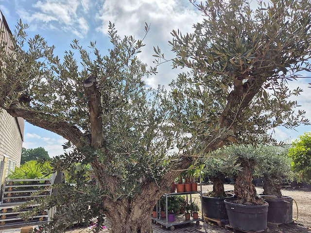 Olijfboom castelano xl - olea europaea - hoogte ca. 300 cm - afbeelding 3 van  12