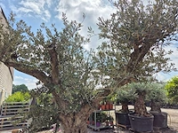 Olijfboom castelano xl - olea europaea - hoogte ca. 300 cm - afbeelding 3 van  12