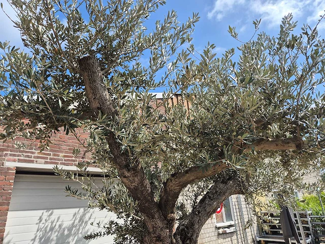 Olijfboom castelano xl - olea europaea - hoogte ca. 300 cm - afbeelding 4 van  12