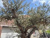Olijfboom castelano xl - olea europaea - hoogte ca. 300 cm - afbeelding 4 van  12