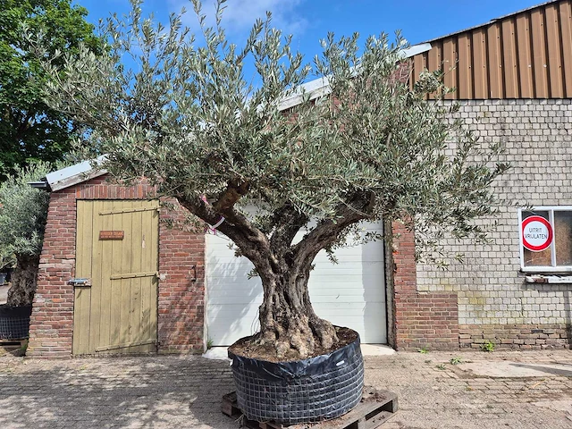 Olijfboom castelano xl - olea europaea - hoogte ca. 300 cm - afbeelding 1 van  12