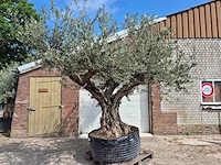 Olijfboom castelano xl - olea europaea - hoogte ca. 300 cm