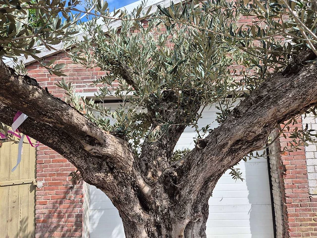 Olijfboom castelano xl - olea europaea - hoogte ca. 300 cm - afbeelding 5 van  12