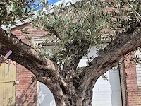 Olijfboom castelano xl - olea europaea - hoogte ca. 300 cm - afbeelding 5 van  12