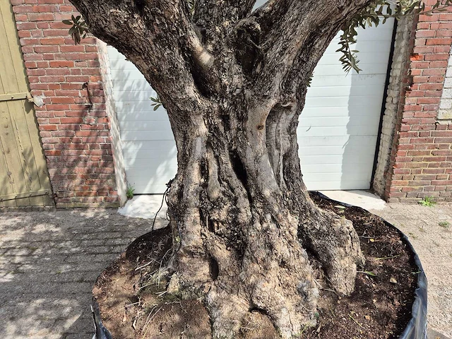 Olijfboom castelano xl - olea europaea - hoogte ca. 300 cm - afbeelding 6 van  12