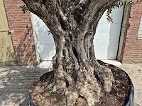 Olijfboom castelano xl - olea europaea - hoogte ca. 300 cm - afbeelding 6 van  12