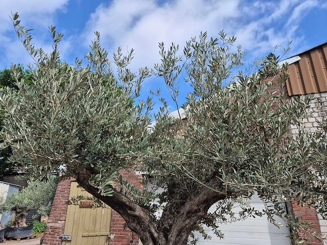 Olijfboom castelano xl - olea europaea - hoogte ca. 300 cm - afbeelding 7 van  12